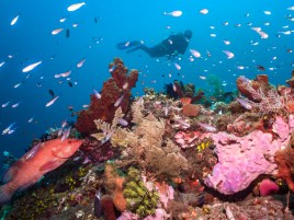 tobias-friedrich-dc2000-gallery-images-sealife-cameras_0013_20180514_below_surface_tobias_friedrich_0765